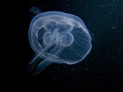 meduza