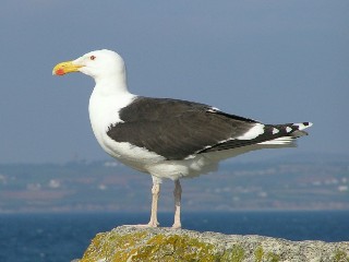 veliki galeb