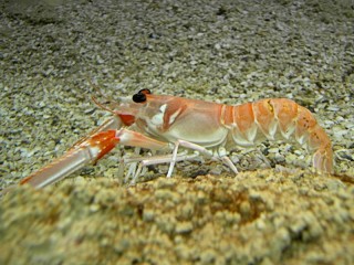 Nephrops norvegicus