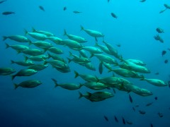fish-Pixabay-public-domain-WEB
