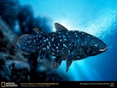 coelacanth-wallpaper-3