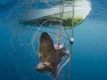 Murch GillnetsEssay BatRayBycatch