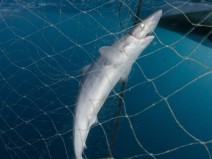 Murch GillnetsEssay HalibutFishing