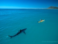 White Shark_KayakThomas_P._Peschak