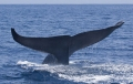 Lov na kita u Jadranu pod Velebitom