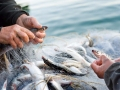 Boljom zaštitom male plave ribe do sigurnijeg ulova u budućnosti
