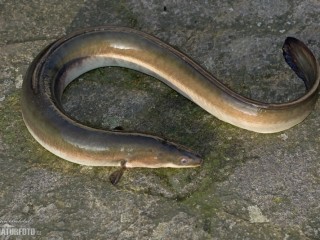 european-eel-106379