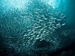 sardine-school-1