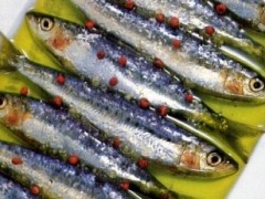 sardine