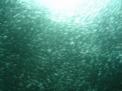 Sardines