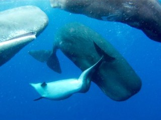 dolphin-with-spinal-trouble-sperm-whales 63541_600x450
