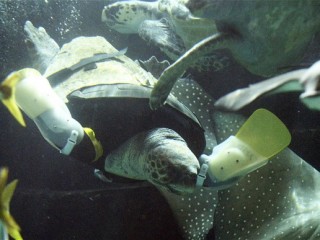 loggerhead-turtle- 2477995b