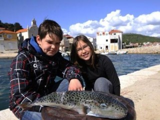 fugu