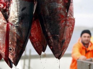 tuna
