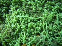 caulerpa