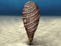 Helicocystis-moroccfsis-720x513