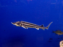 jesetrea