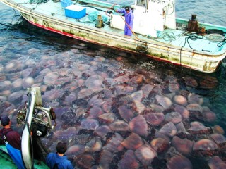 GiantJellyfishBloom Uye 1