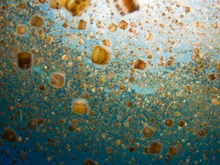 jellyfish bloom