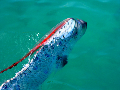 Oarfishg