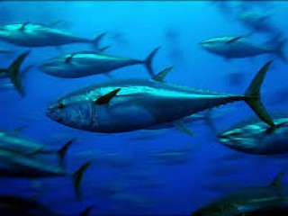 tuna