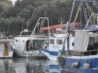bunarini