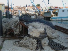ribar