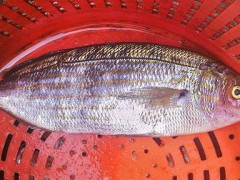 sarpasalpa-bream