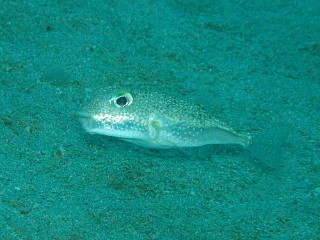 underwater-mystery-circle-1