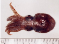 Rossia macrosoma