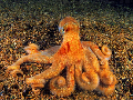 Octopus salutii
