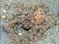 Octopus defilippii