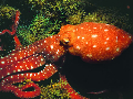 Callistoctopus macropus