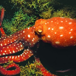 ahtapot-resimleri-octopus-macropus