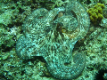 Octopus vulgaris