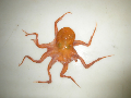 Pteroctopus tetracirrhus
