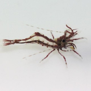 hippolyte leptocerus prawn 19-10-12 4