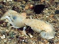  Upogebia deltaura