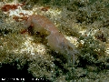 Upogebia pusilla