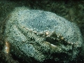 Atelecyclus undecimdentatus 