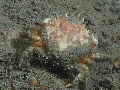 Atelecyclus rotundatus