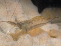 Palaemon adspersus