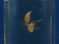 Typton spongicola