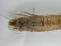 Pontophilus norvegicus