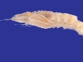 Aegaeon lacazei