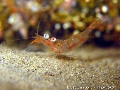 Processa macrophthalma