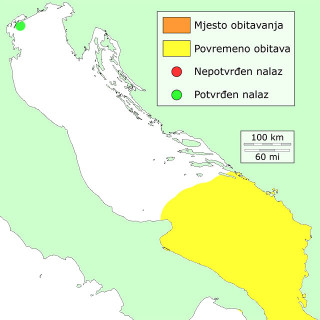 distribucija-bodljikava