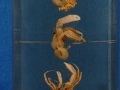 Anapagurus bicorniger