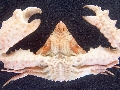 Heterocrypta maltzani