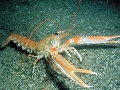 Nephrops norvegicus